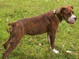 banter_bulldogge_20211206_1755017264
